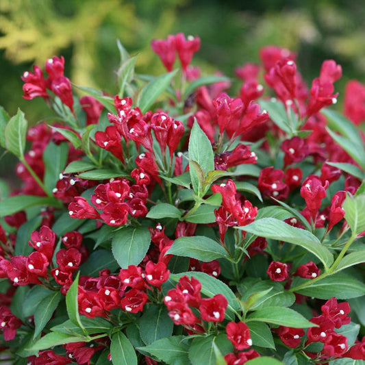 Weigela Sonic Bloom® Red