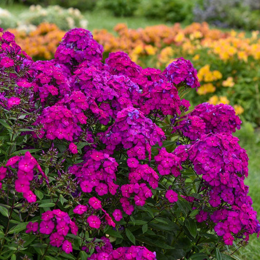 Phlox Luminary™ 'Ultraviolet'