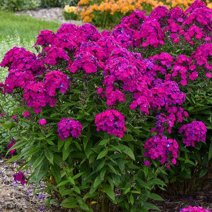 Phlox Luminary™ 'Ultraviolet'