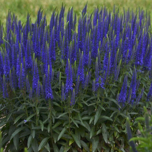 Veronica Magic Show Wizard of Ahhs Speedwell