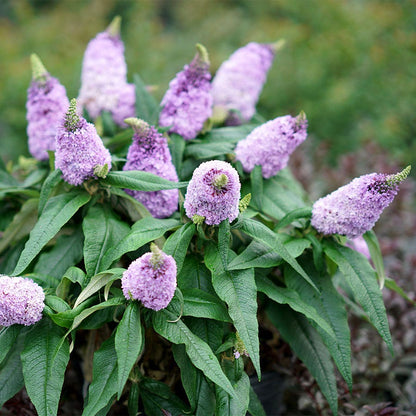 Buddleia Pugster® Amethyst Butterfly Bush