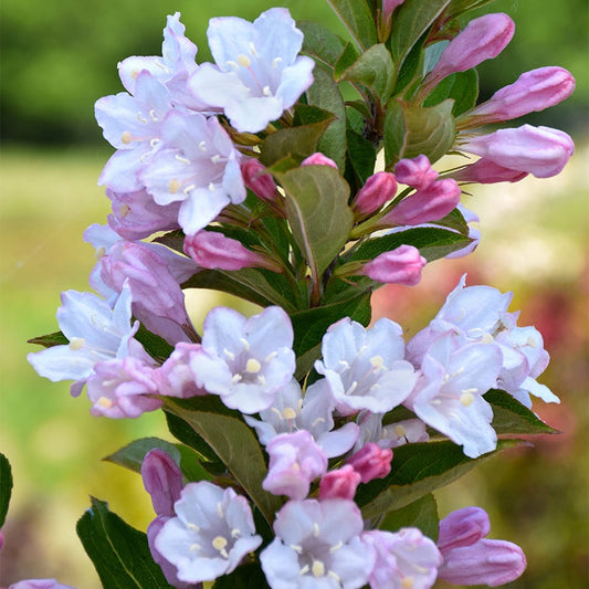 Weigela Towers of Flowers® Apple Blossom