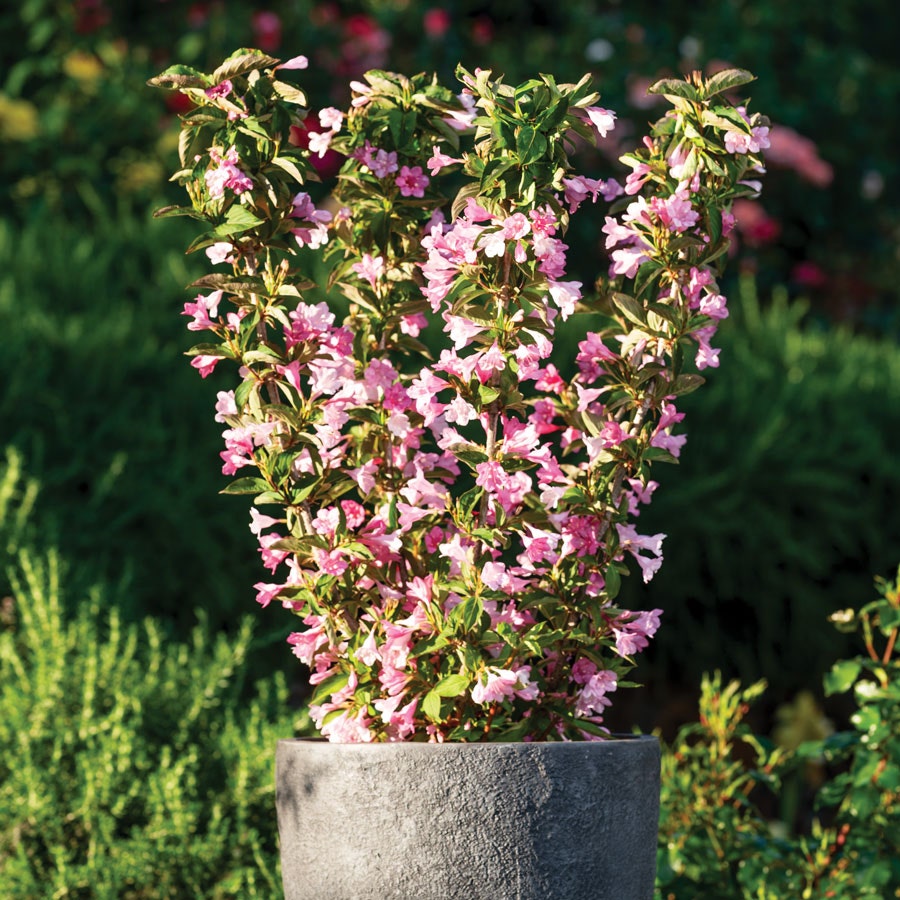 Weigela Towers of Flowers® Apple Blossom