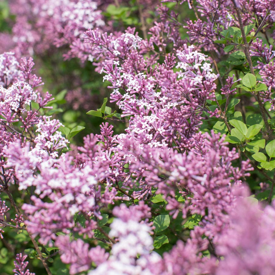 Syringa Dwarf Korean Lilac – Park Seed