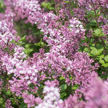 Syringa Dwarf Korean Lilac