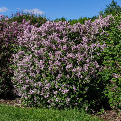 Syringa Dwarf Korean Lilac
