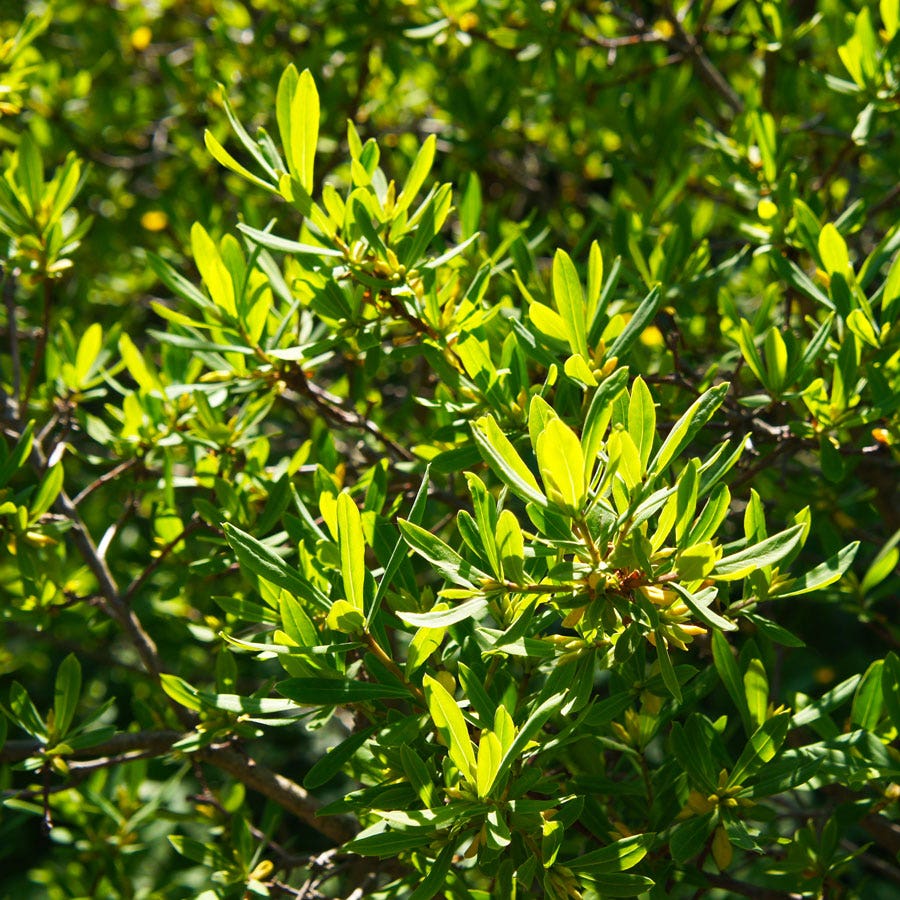 Myrica Northern Bayberry