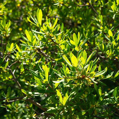 Myrica Northern Bayberry
