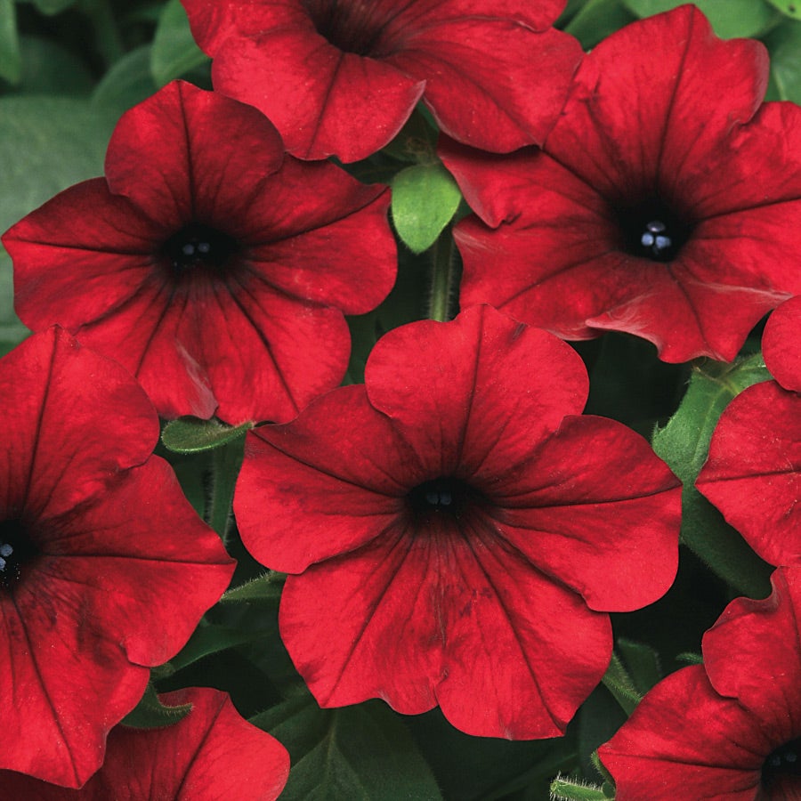 Wave Petunia Seeds – Park Seed