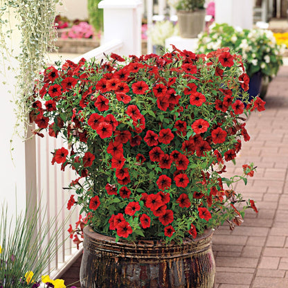 Tidal Wave® Red Velour Petunia Seeds