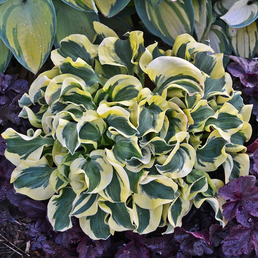 Hosta 'Mini Skirt' Plantain Lily
