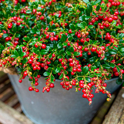 Vaccinium 'Red Candy' Lingonberry