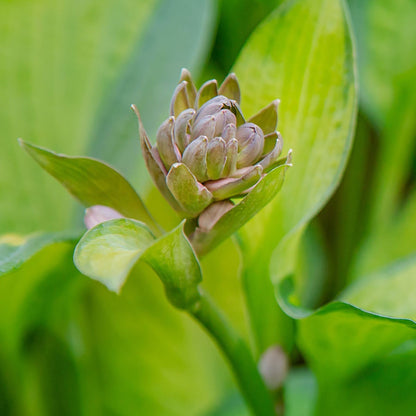 Hosta 'Stained Glass' Plantain Lily