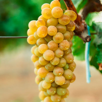 Vitis Himrod White Seedless Grape