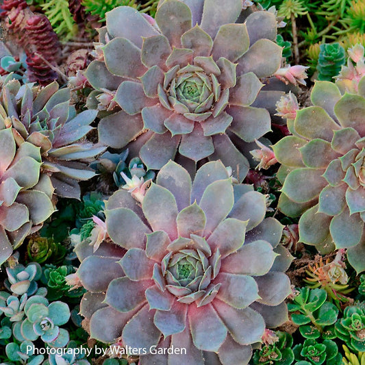 Sempervivum 'Pacific Blue Ice' Hens & Chicks