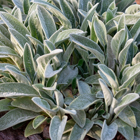 Stachys 'Helene von Stein' Lambs Ear
