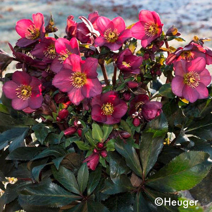 Helleborus HGC® Ice N' Roses® Red Hellebore