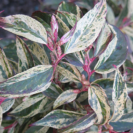 Leucothoe 'Rainbow'