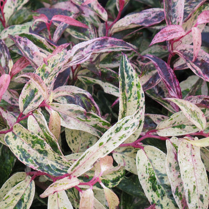 Leucothoe 'Rainbow'