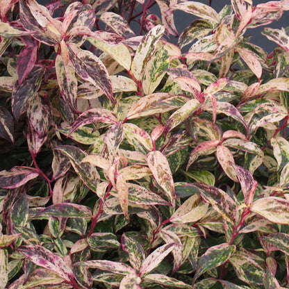Leucothoe 'Rainbow'