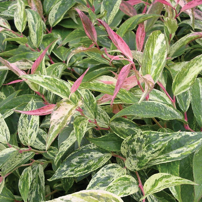 Leucothoe 'Rainbow'