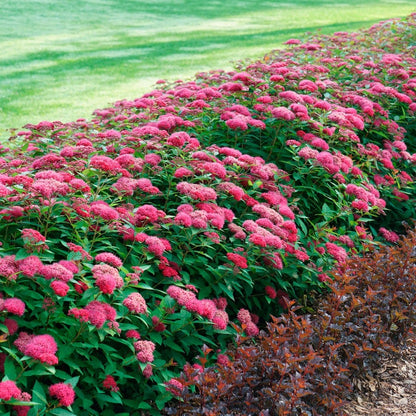 Spiraea Double Play Doozie®
