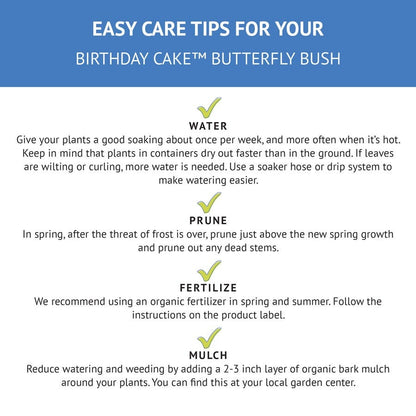 Buddleia Birthday Cake™ Butterfly Bush