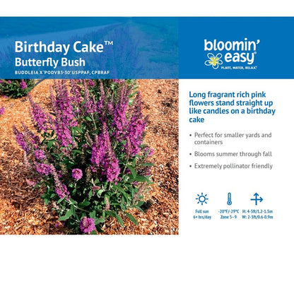 Buddleia Birthday Cake™ Butterfly Bush