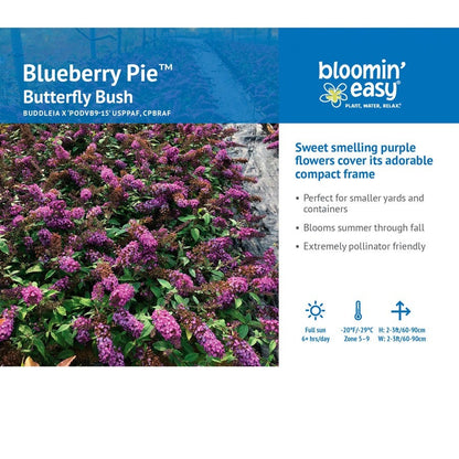 Buddleia Blueberry Pie™ Butterfly Bush