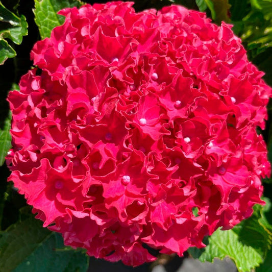 Hydrangea Frill Ride™ Bigleaf Hydrangea