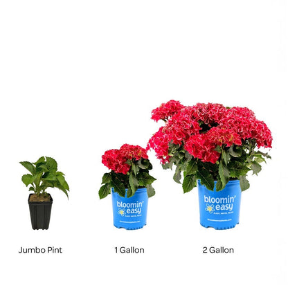 Hydrangea Frill Ride™ Bigleaf Hydrangea