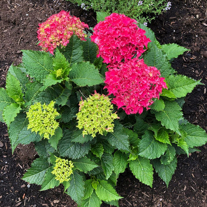 Hydrangea Frill Ride™ Bigleaf Hydrangea