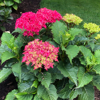 Hydrangea Frill Ride™ Bigleaf Hydrangea