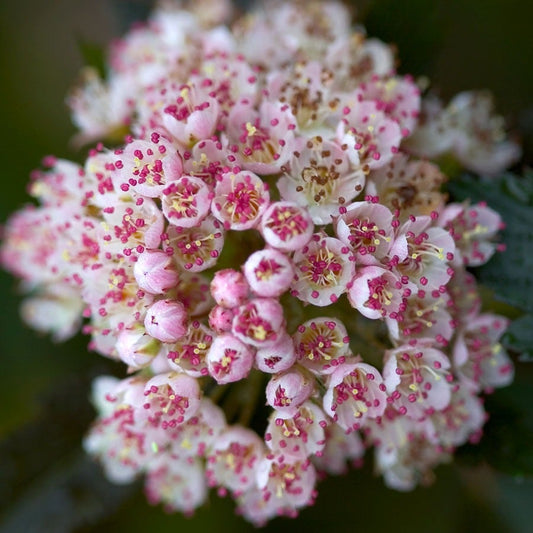 Physocarpus Summer Wine® Ninebark