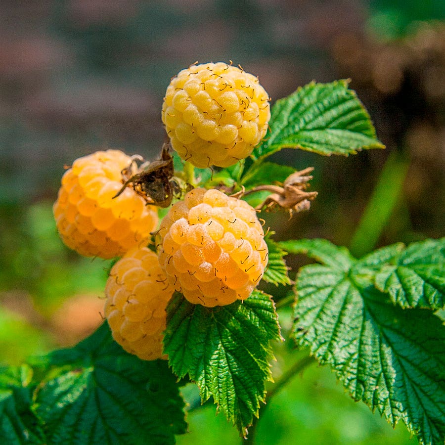 Raspberry 'Fall Gold' Rubus – Park Seed