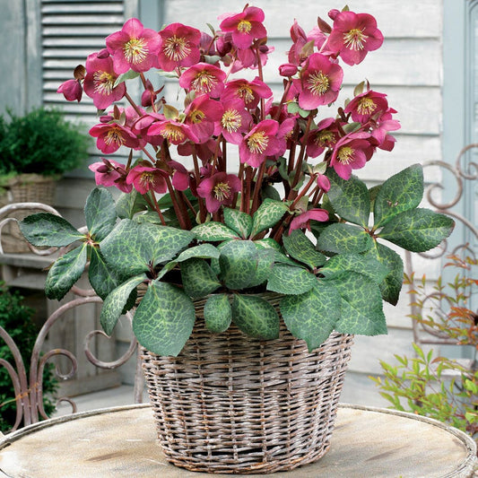 Helleborus Frostkiss® Anna's Red Hellebore