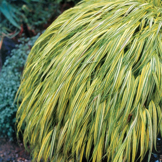 Hakonechloa 'Aureola' Hakone Grass