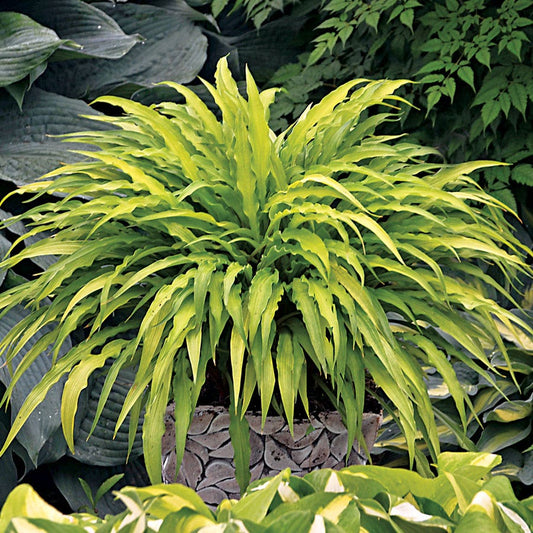 Hosta 'Curly Fries' Plantain Lily