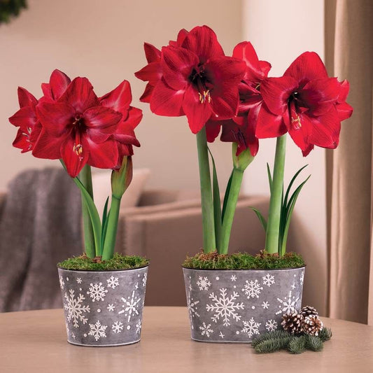Winter Snowfall Red Lion Amaryllis