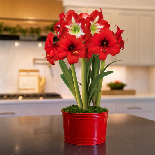 Holiday Cheer Red Lion and Minerva Amaryllis Bulb Trio Gift