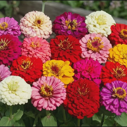 Pumila Mixed Zinnia Seeds