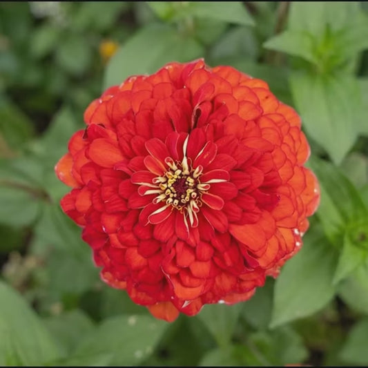 Park's Picks Scarlet Zinnia Seeds