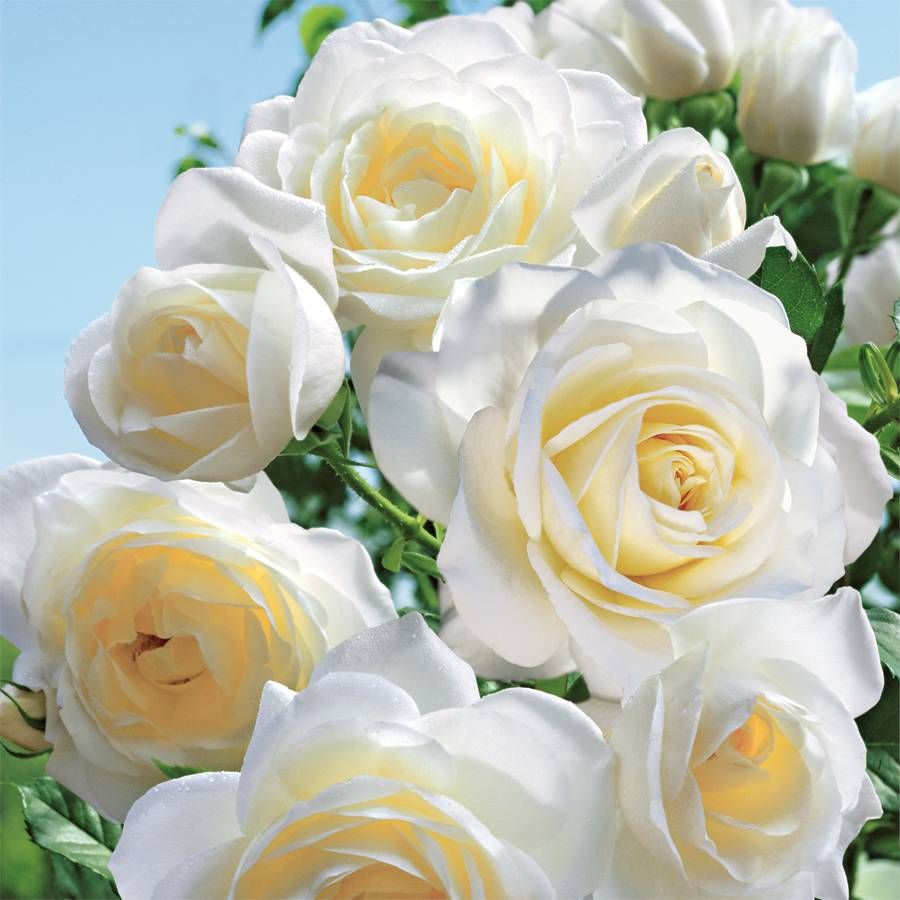 Moondance Floribunda Rose