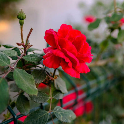 Don Juan Climbing Rose