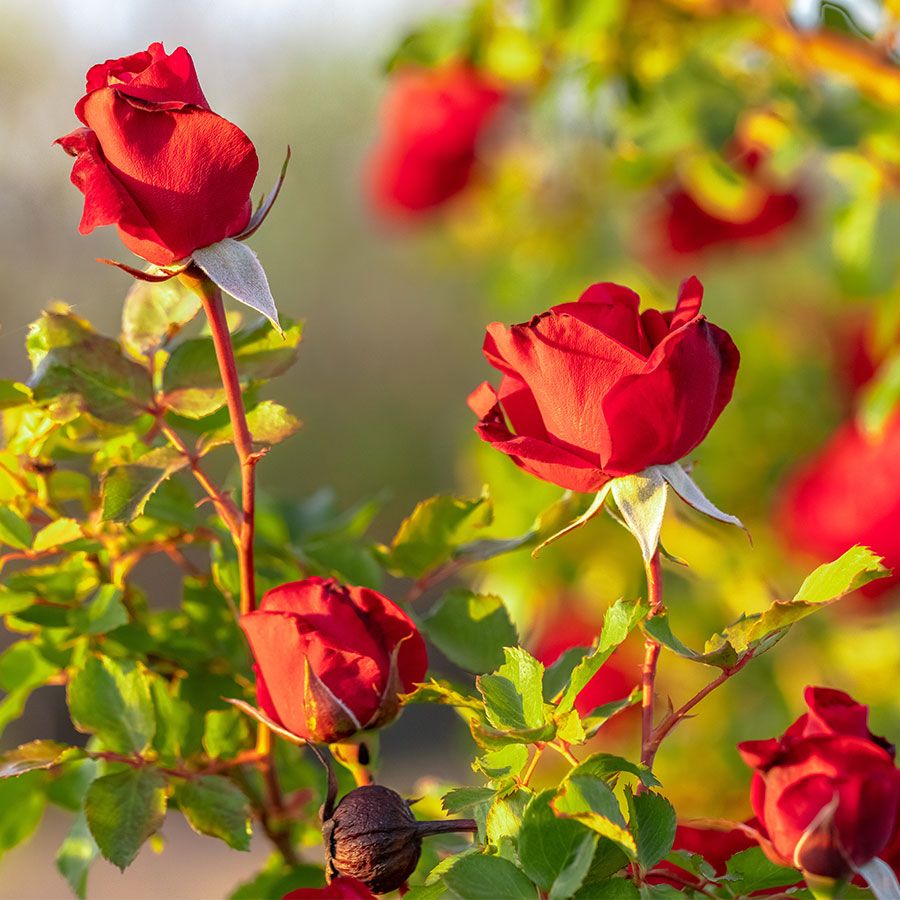 park seed roses Don Juan Climbing Rose