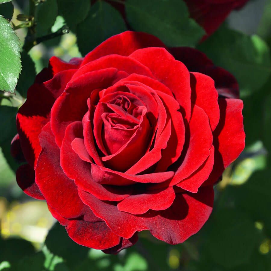 Don Juan Climbing Rose
