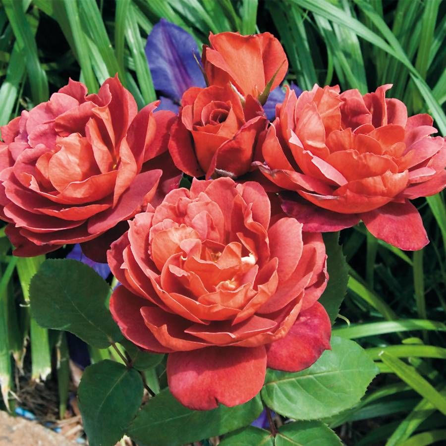 Park Seed Hot Cocoa Floribunda Rose - Thumbnail 2