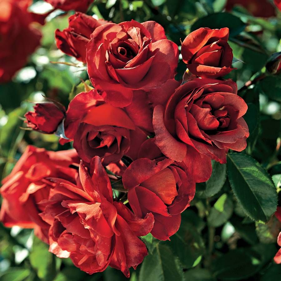 Hot Cocoa™ Floribunda Rose