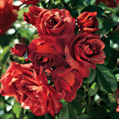 Hot Cocoa™ Floribunda Rose