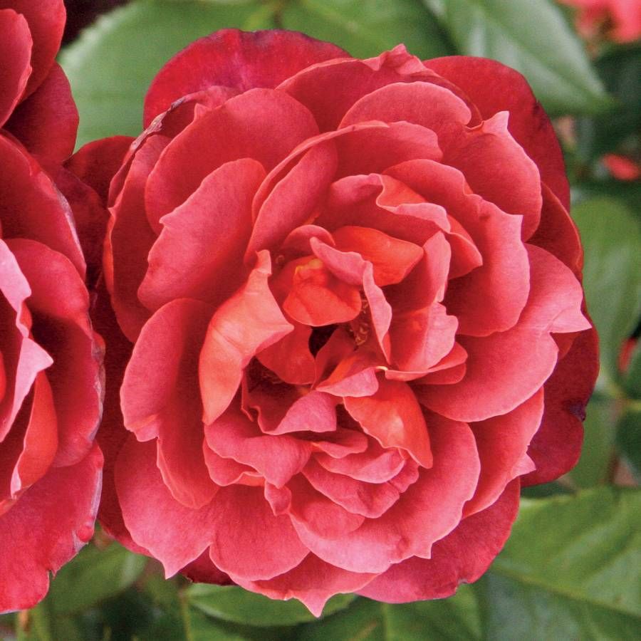 Hot Cocoa™ Floribunda Rose